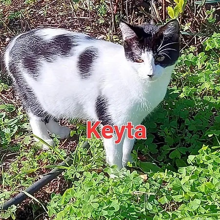 Sa Domu 'e Pisittu *