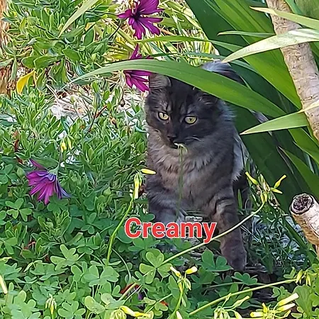 アパート Sa Domu 'e Pisittu イグレージアス