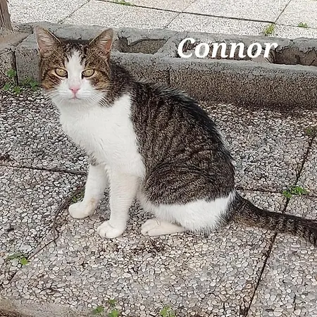 Sa Domu 'e Pisittu アパート イグレージアス