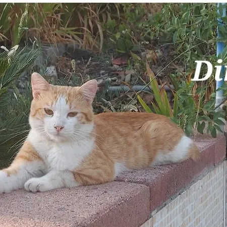 Sa Domu 'e Pisittu Iglesias