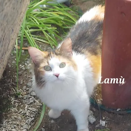 Sa Domu 'e Pisittu *