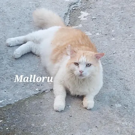 アパート Sa Domu 'e Pisittu *