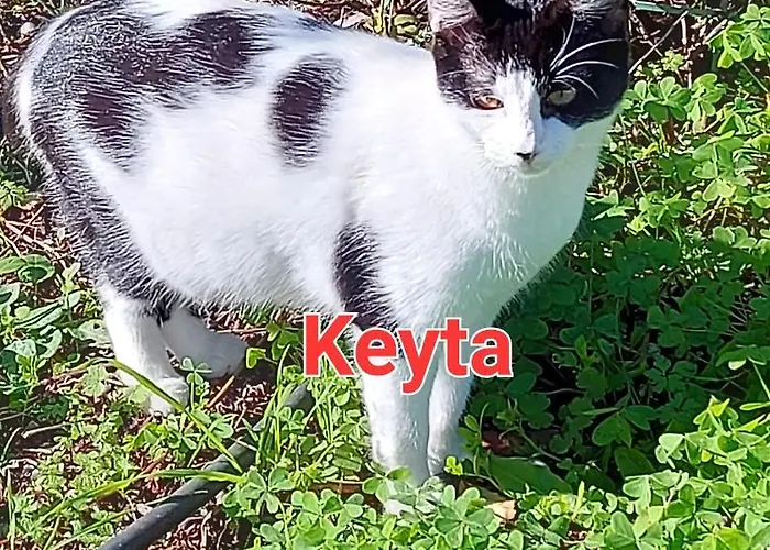 Sa Domu 'e Pisittu *