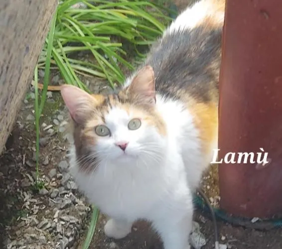 Sa Domu 'e Pisittu *