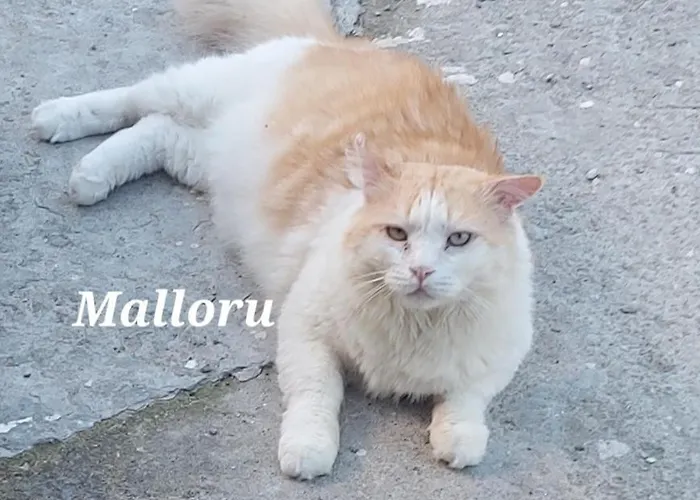 Apartamento Sa Domu 'e Pisittu *